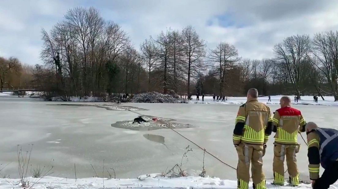 Hond gered uit ijskoude water in Zwolle RTV Oost