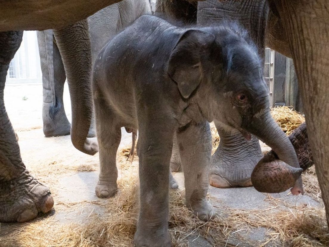 Olifant Nagarr