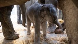Liefdesbaby voor 'echte match' olifant Swe Zin en bul Timber: Nagarr geboren in Wildlands