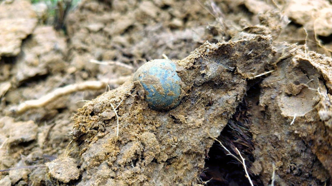 Studenten ontdekken oude kogel bij slagveld van Waterloo