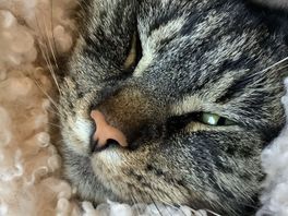 Katten in de Vogelwijk mogelijk vergiftigd: 'We missen ze vreselijk'