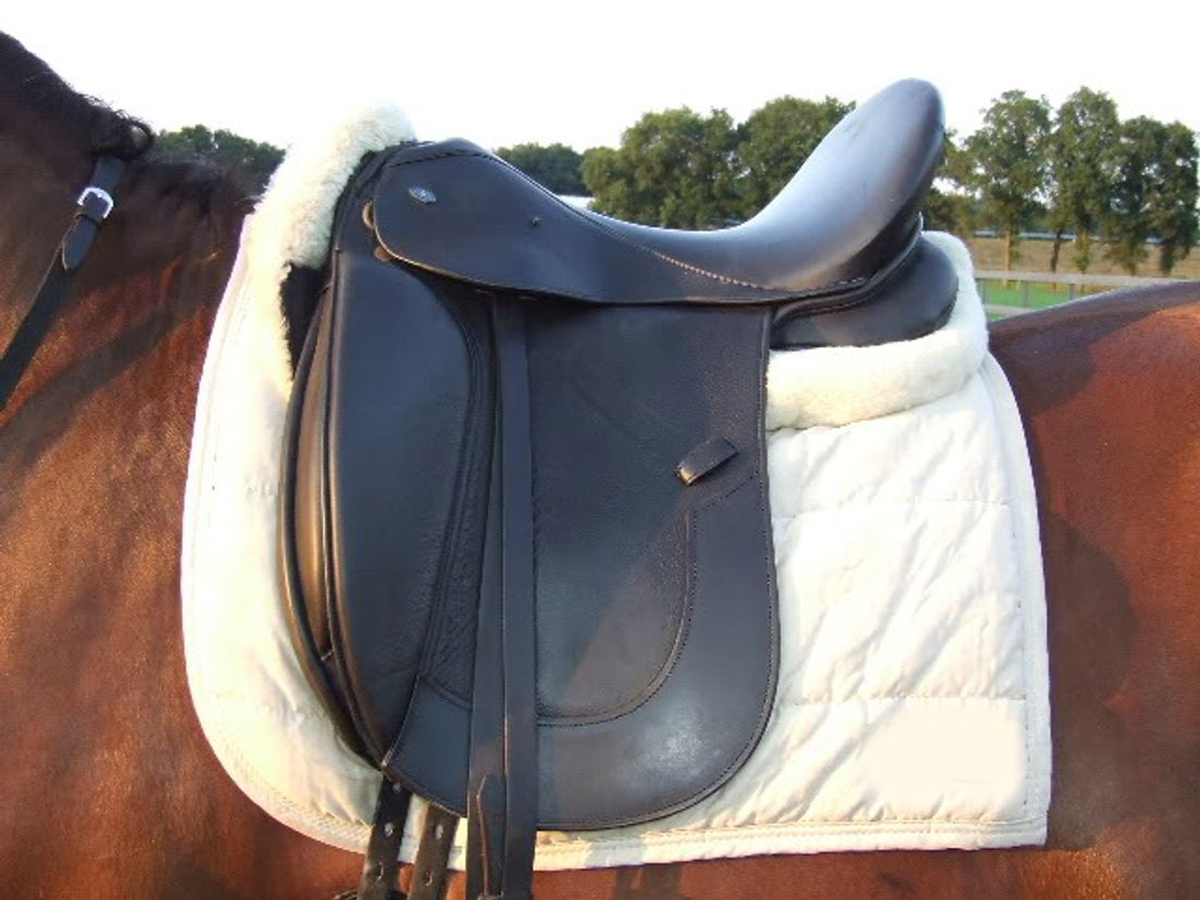 paard.jpg