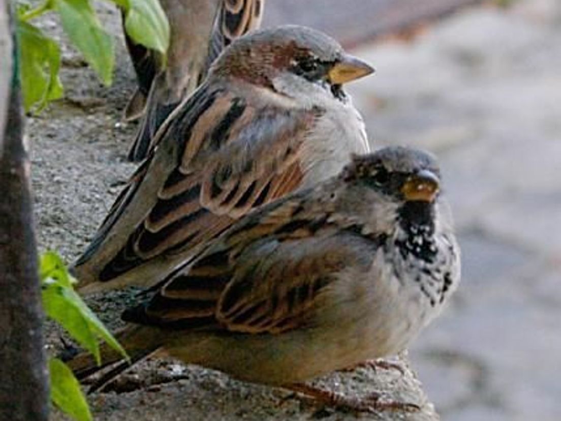 Huismus Meest Getelde Vogel - RTV Drenthe