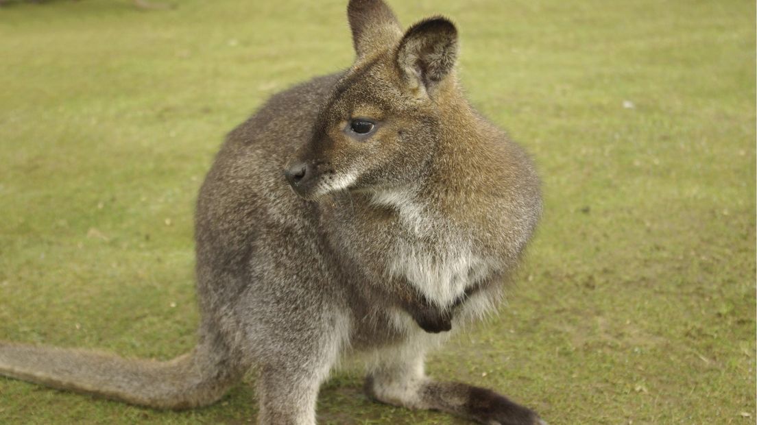 Wallabi
