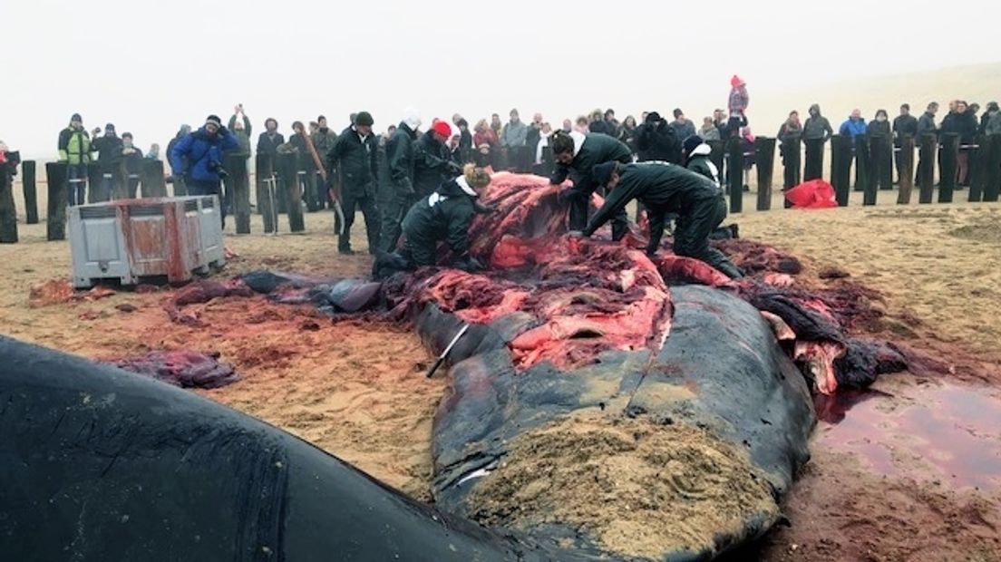 Het strand bij Domburg kleurt rood door ontleding potvis Pieter