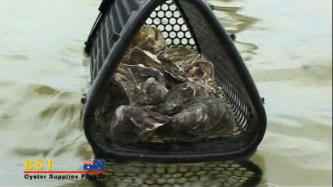 'Leg de oesters niet langer op het bord bij de oesterboorder' (video)