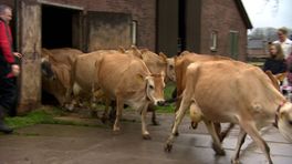 Koeien mogen eindelijk de wei weer in, 'ze hadden er zin in'