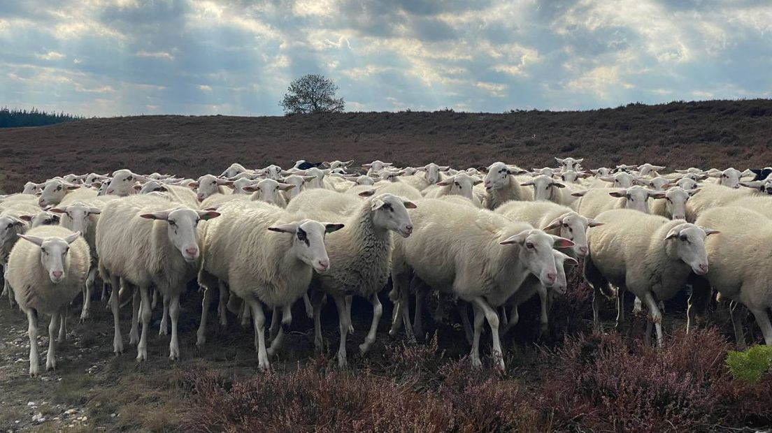 Hoe herder Anita al meer dan twintig jaar haar schapen hoedt op de