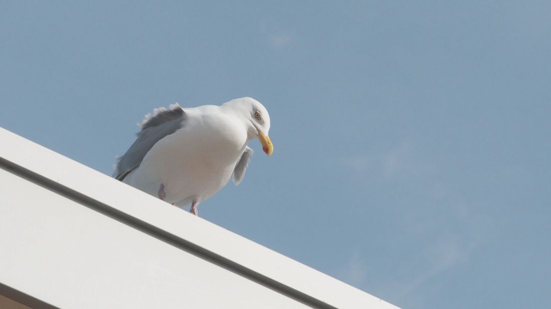 Hongerige meeuw op een dak in Katwijk