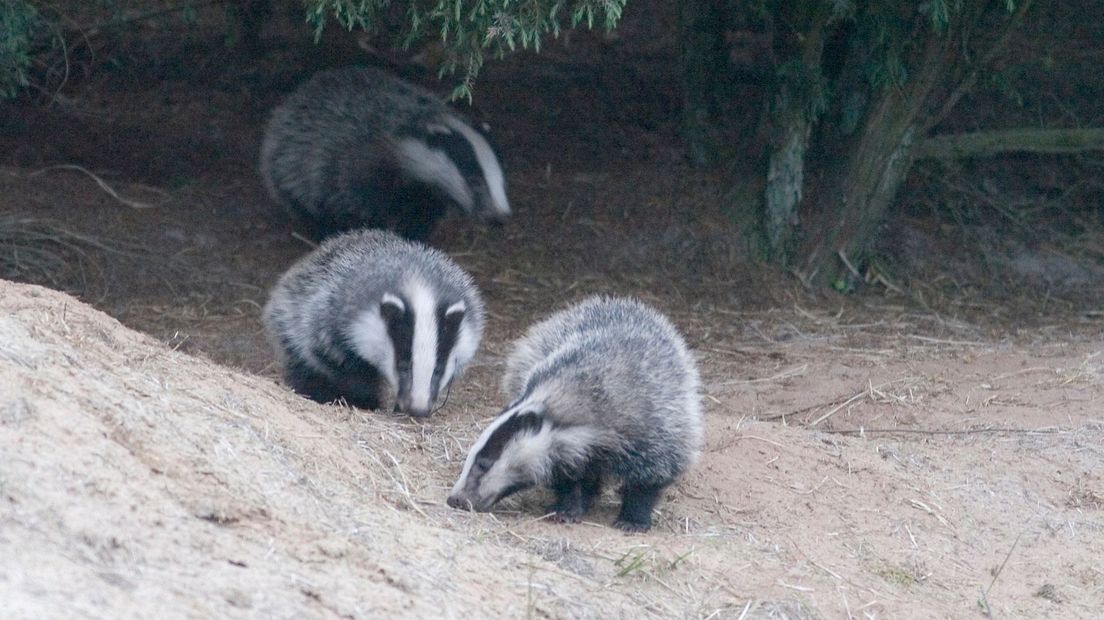 Dassenfamilie (stockfoto)
