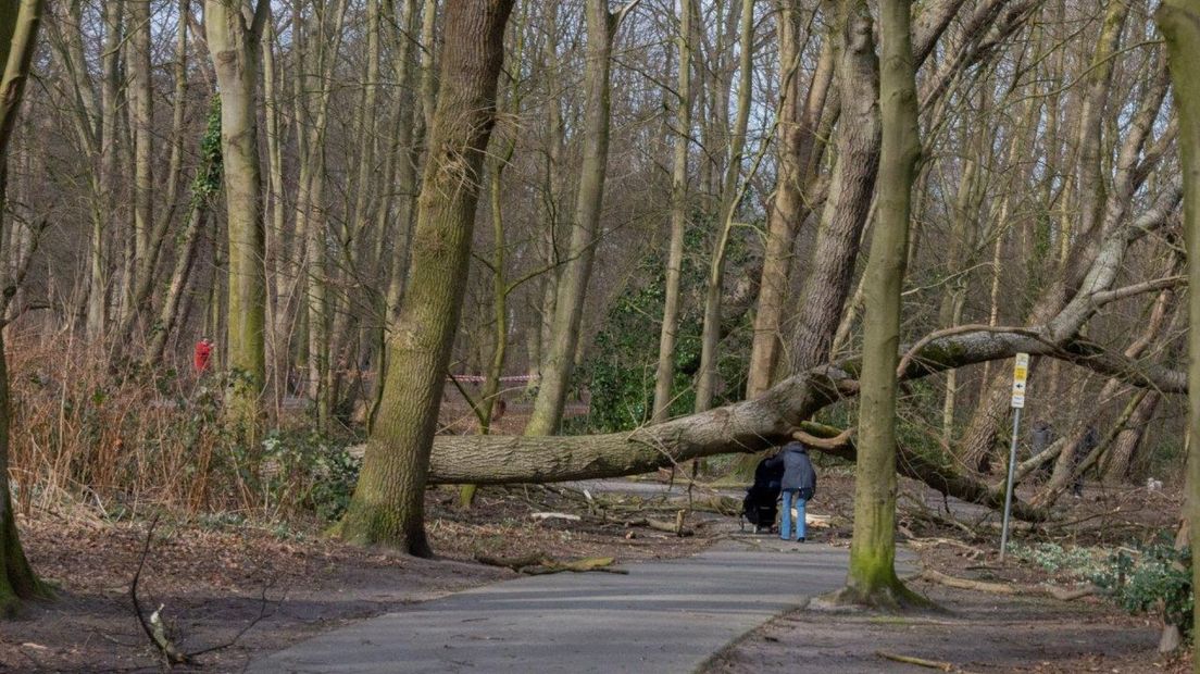 Wandelaar op zaterdag in Meer en Bos