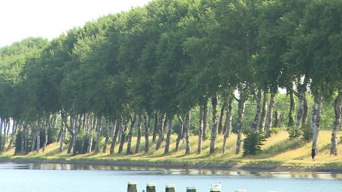 Bomen langs het Kanaal door Walcheren die op de nominatie staan om gekapt te worden