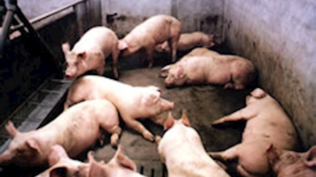 meer varkens