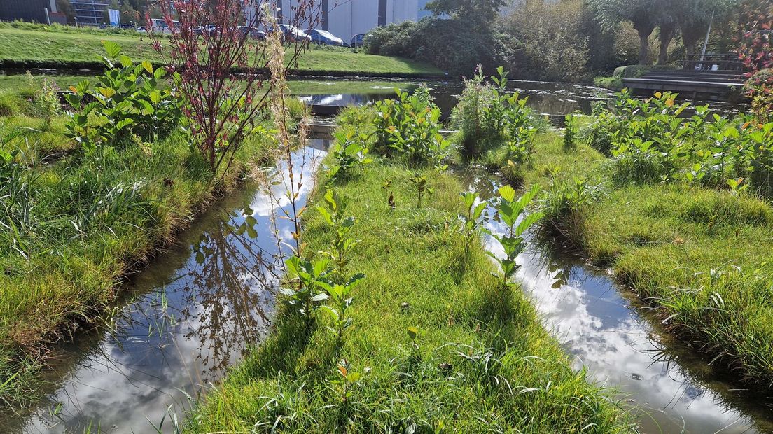 Levend_Lab_Leiden_sloot