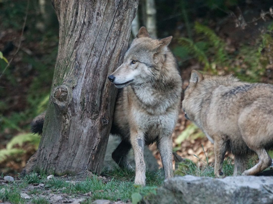 Drenthe wil dat schade door wolven bij alle schapenhouders hetzelfde wordt vergoed (foot: Pixabay)