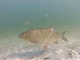 Undersyk nei wynde jout dúdlikens oer kwaliteit Frysk oerflaktewetter