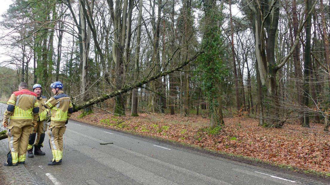 Een omgewaaide boom