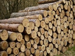 Bossen geplunderd: haardhout populair door hoge energieprijzen