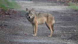 De wolf over de grens, zó zit het in Duitsland