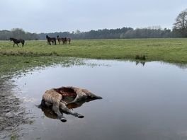 Pony van Drentse wolvenconsulent vermoedelijk door wolf gepakt, dier stond onvoldoende beschermd