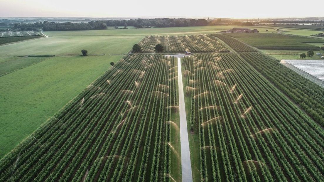 De jonagoldappels in Buurmalsen worden besproeid tegen de hitte.