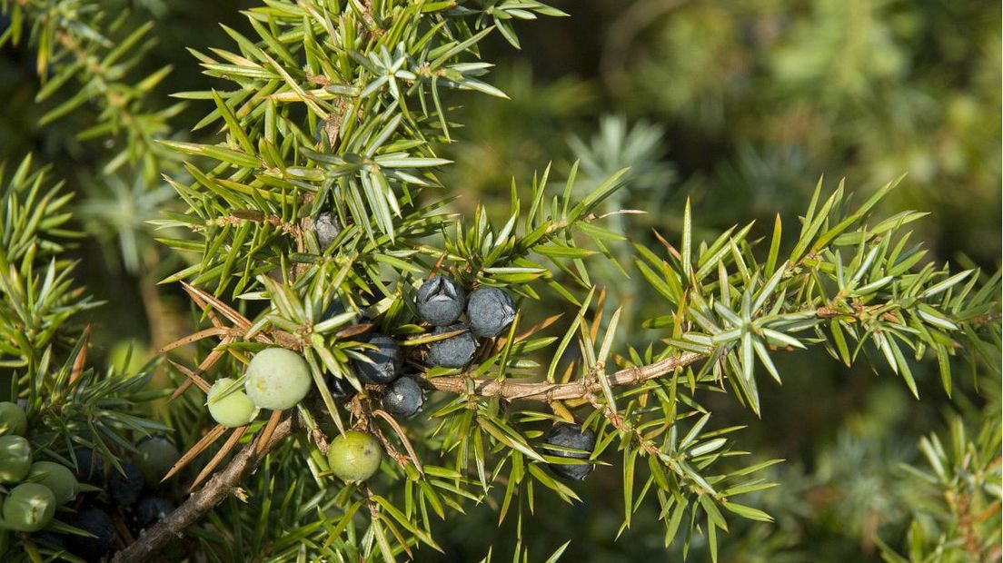 De jeneverbes komt vooral voor op droge en schrale heidegrond (Rechten: Free Nature Images/Willem van Kruijsbergen)