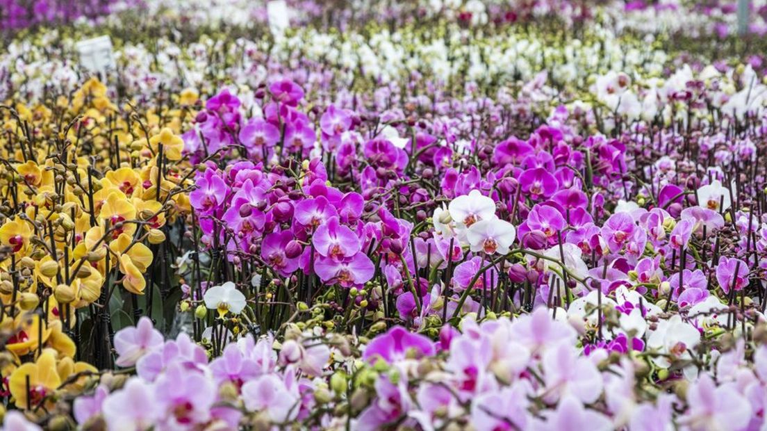 Gerard van Wijk stopte met de teelt van orchideeën vanwege de energiekosten