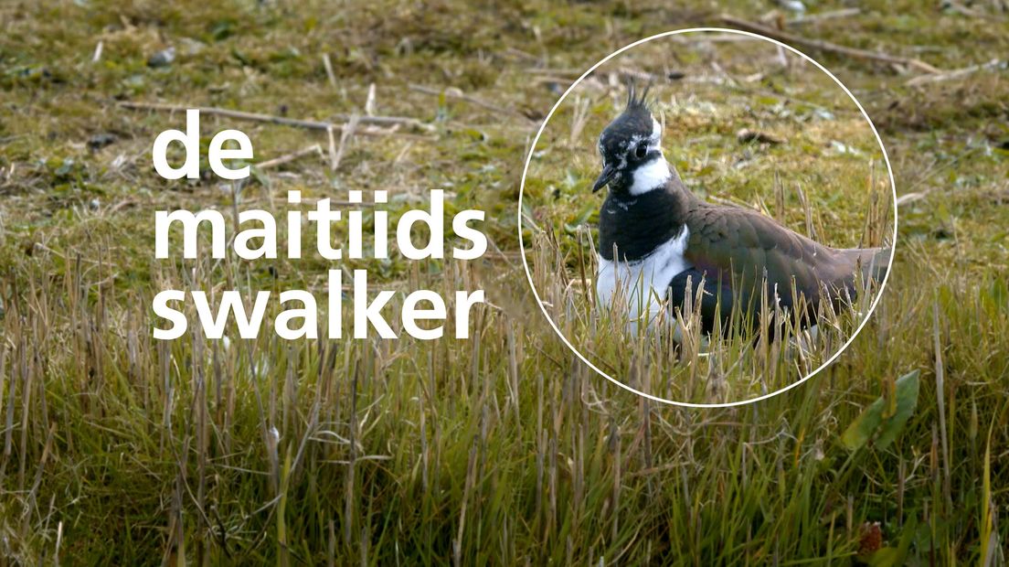 De maitiidsswalker