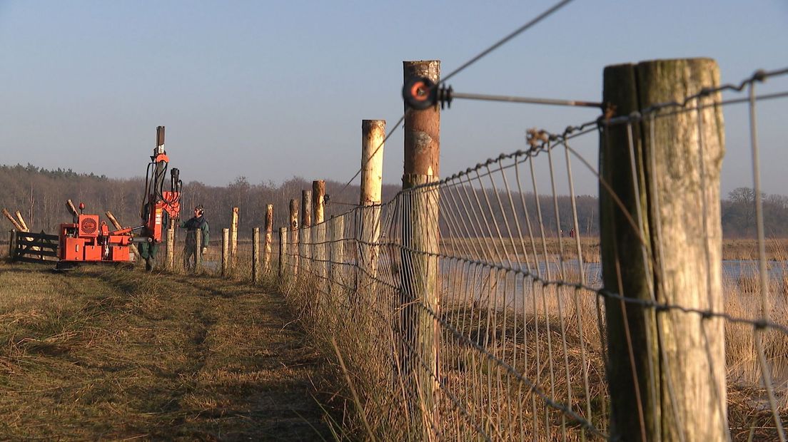 Palen worden de grond ingeslagen voor het nieuwe wolvenraster.