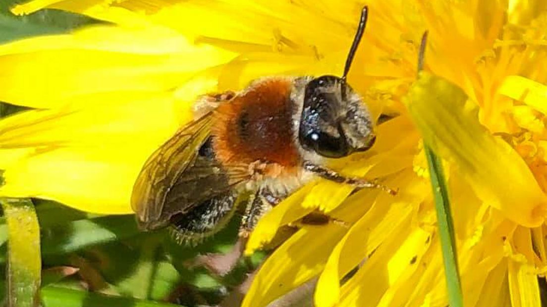 Laat paardenbloemen lekker staan voor bijen, zegt imker Marjolein de Jong