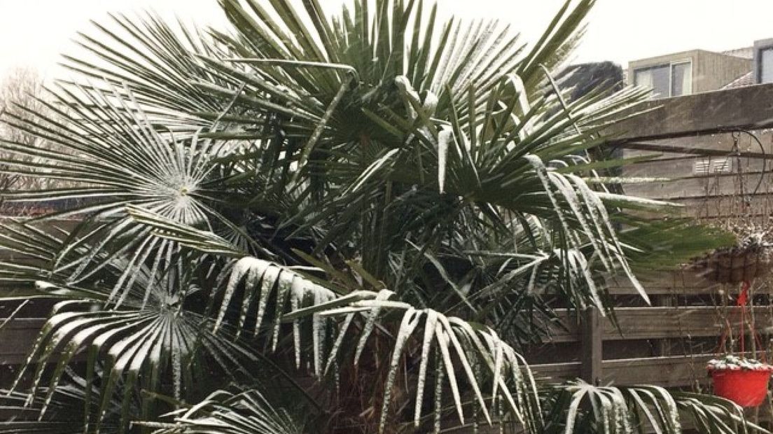 De palmboom in de tuin van Palmyra Bussink uit Den Haag kleurt ook wit