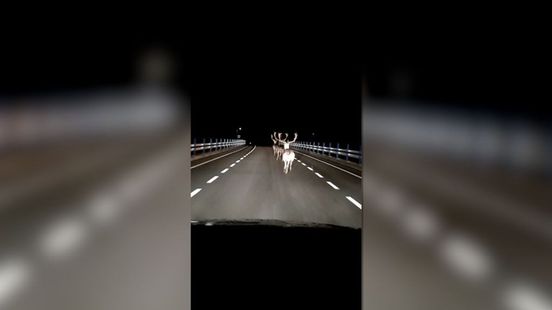 Wauw! Ineens duiken er drie herten op voor Cjacco's auto