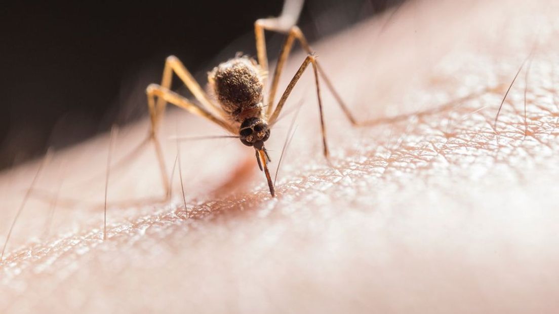 Muggen: we kunnen hun bloed wel drinken.