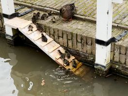 Alle eendjes zwemmen in het water, en in Utrecht kunnen ze er nu ook uit
