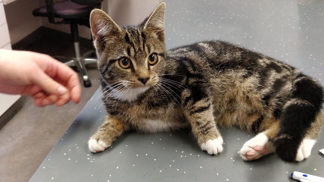 De kitten wacht op zijn baasje (Rechten: Facebook Dierenartsenpraktijk De Meierij)
