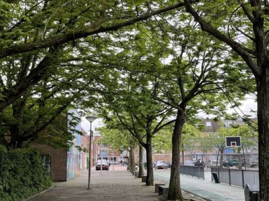Kap dreigt voor 31 unieke vleugelnootbomen in Schilderswijk: 'Ze komen in de stad niet veel voor'