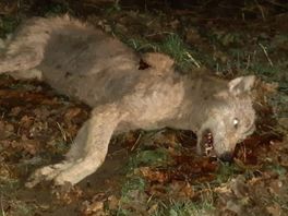 Universiteit Utrecht onderzoekt doodgereden wolf