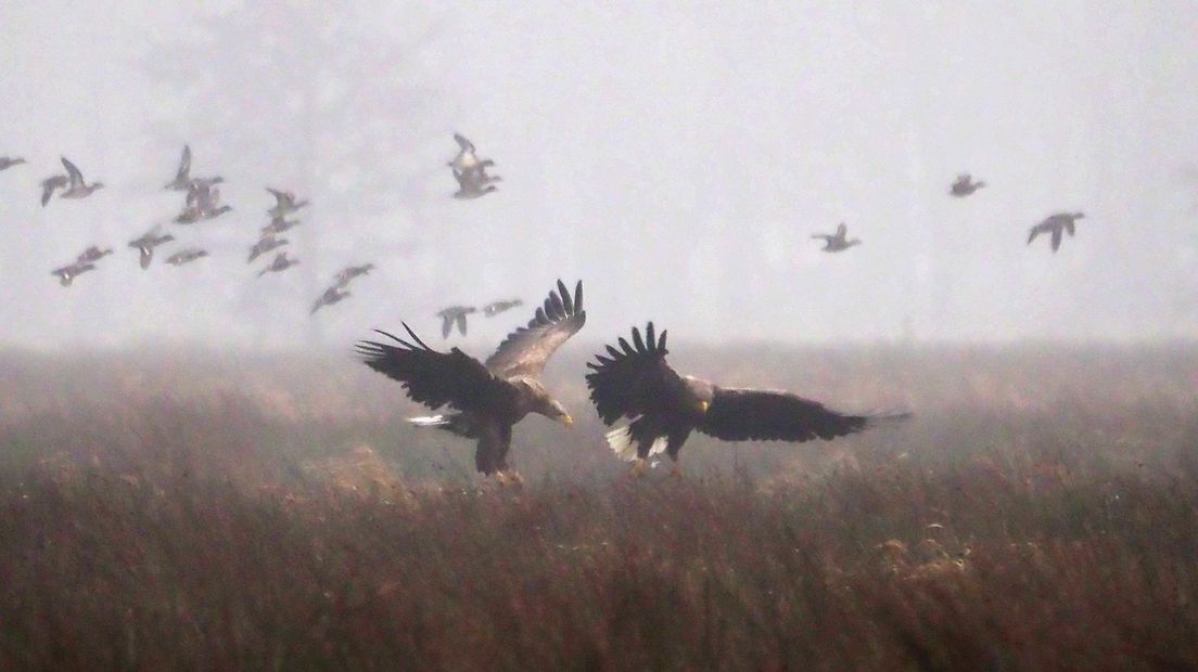 Zeearend Mepper Hooilanden