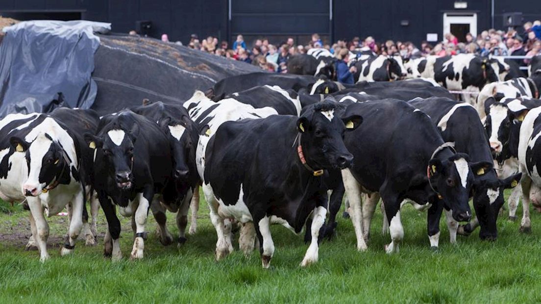 De koeiendans op Landgoed Kaamps in Deurningen