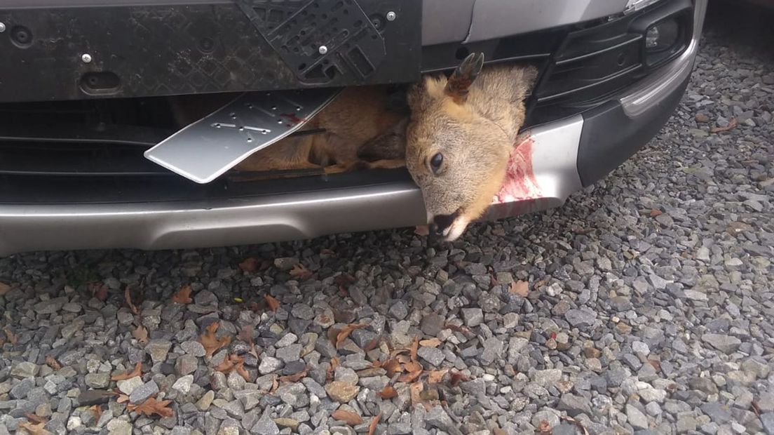 Aangereden ree in de grill van de auto