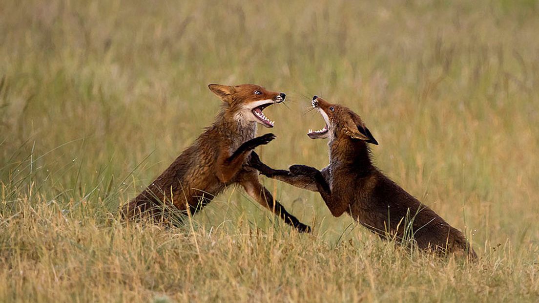 Spelende jonge vossen Noord-Beveland
