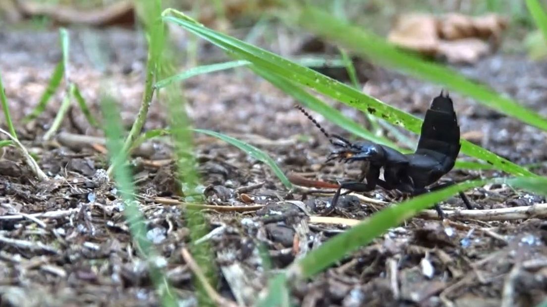 De stinkende kortschildkever maakt deel uit van de familie van de kortschildkevers (Rechten: Pauline Arends)
