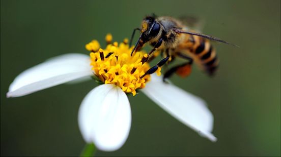 Wilde bij in 2023 mogelijk beschermde diersoort