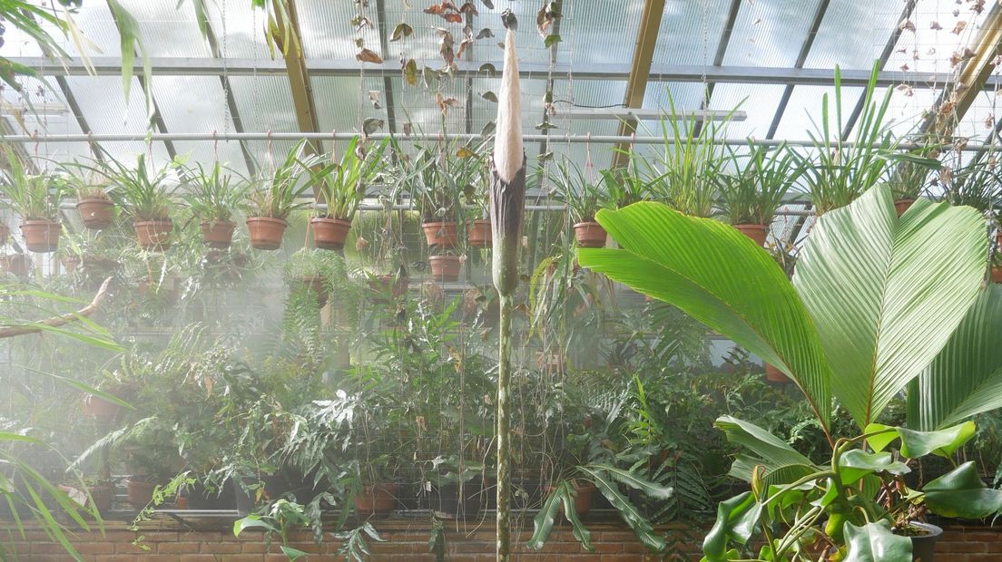 De Amorphophallus decus-silvae staat vol in de belangstelling