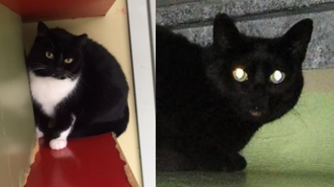 zwarte katten Jazzy en Lot