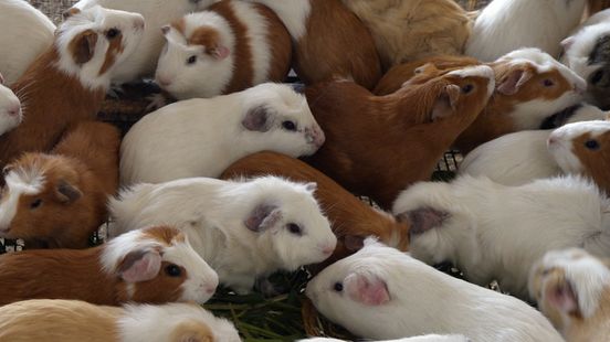 Verwaarloosde cavia's uit Zwolle krijgen onderdak in Groningen: 'Zo helpen we elkaar'