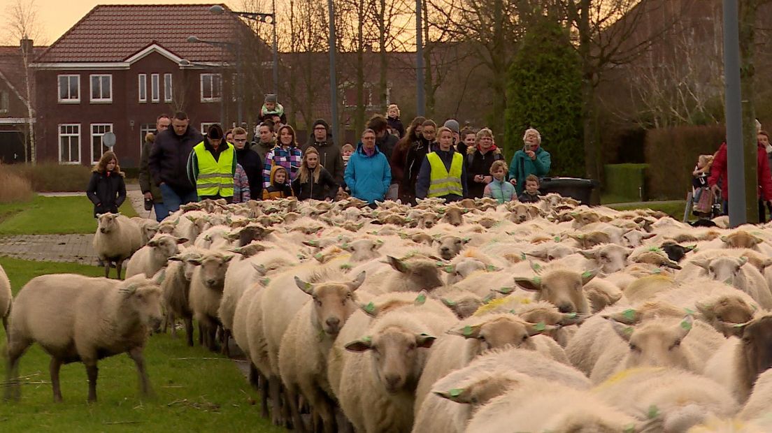 525 schapen lopen door de straten van Middelburg
