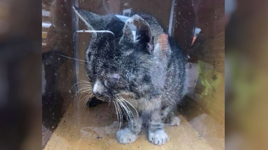 Eigenaar gezocht van deze meeliftende eenogige poes