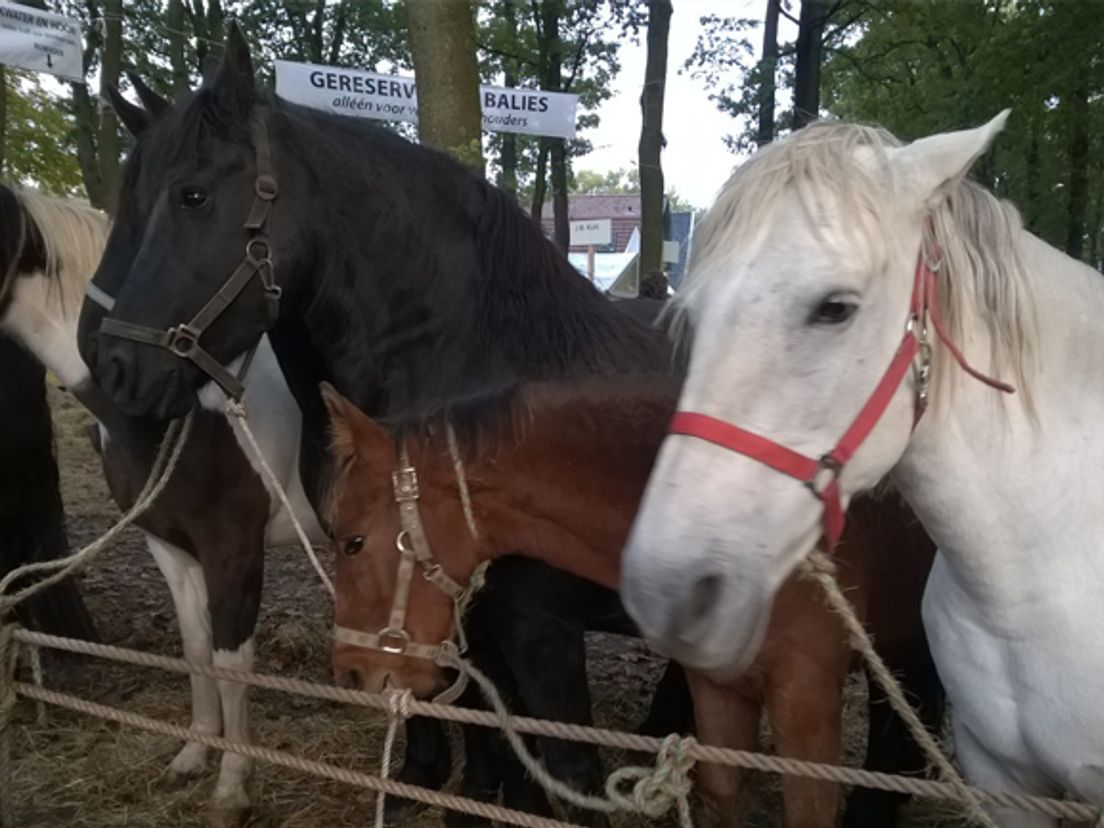 Paarden op de Zuidlaardermarkt van 2015 (Rechten: Frits Emmelkamp / RTV Drenthe)