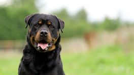 Verstappen is overal: Max opnieuw populairste hondennaam